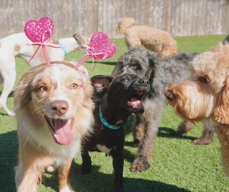 Valentine’s Date Night? Your Dog’s Got Plans Too: February Doggy Daycare for Social Play and Healthy Energy
